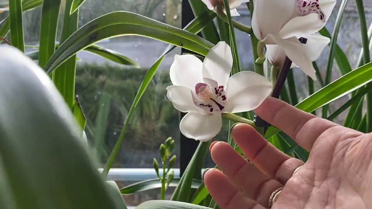 Cymbidium- entretien ,arrosage, floraison .