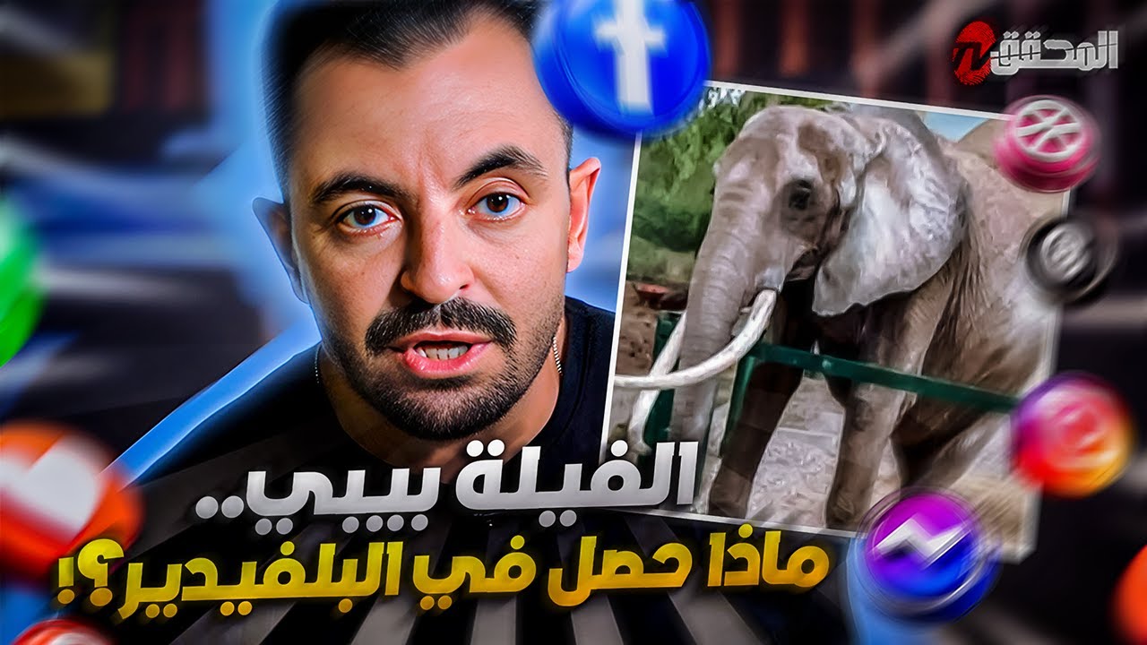 تراندينغ - الفيلة بيبي.. ماذا حصل في البلفيدير؟