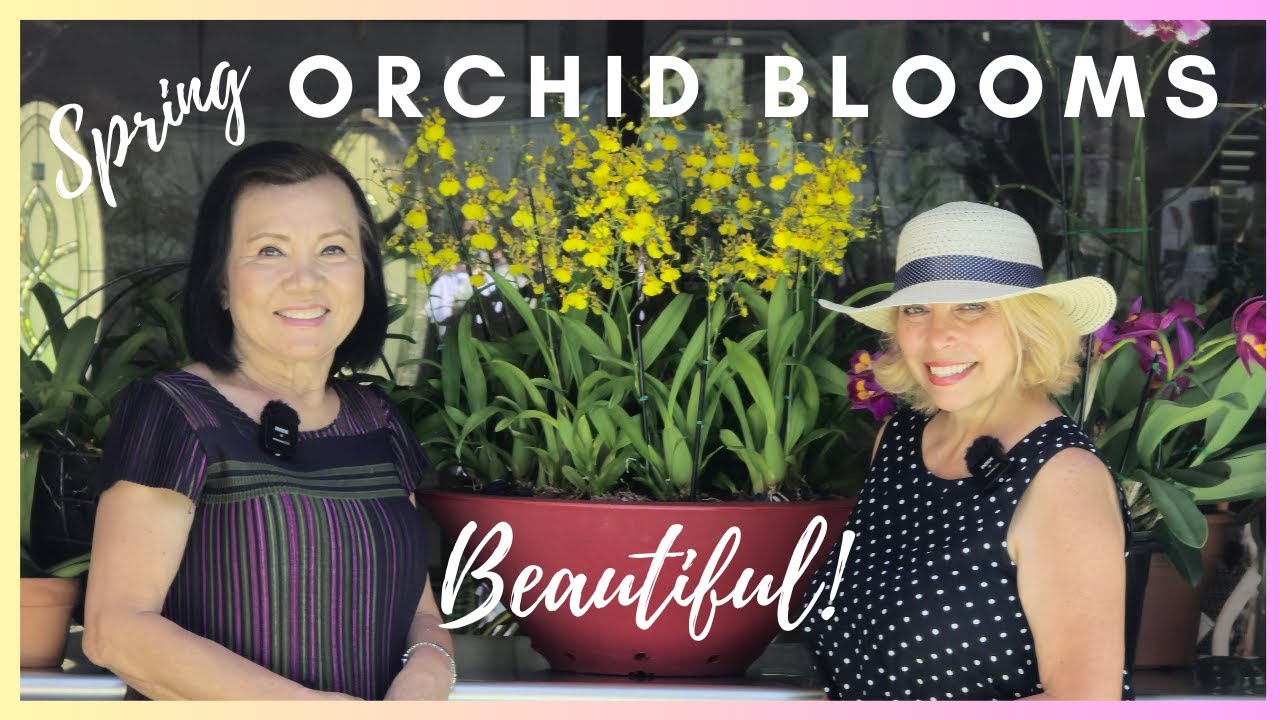 Our viewer Song Orchid Collection. The Spring blooms.