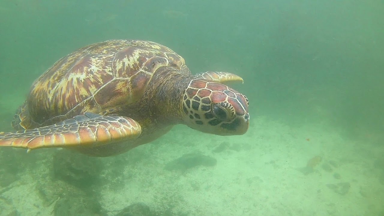 Swimming with turtles in Zanzibar (Nungwi) || Simone Giraldi
