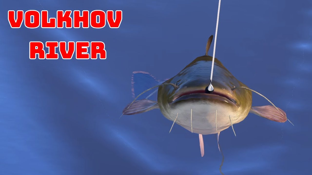 Russian Fishing 4 Catfish Sum Volkhov River Rzeka Wołchow (69)