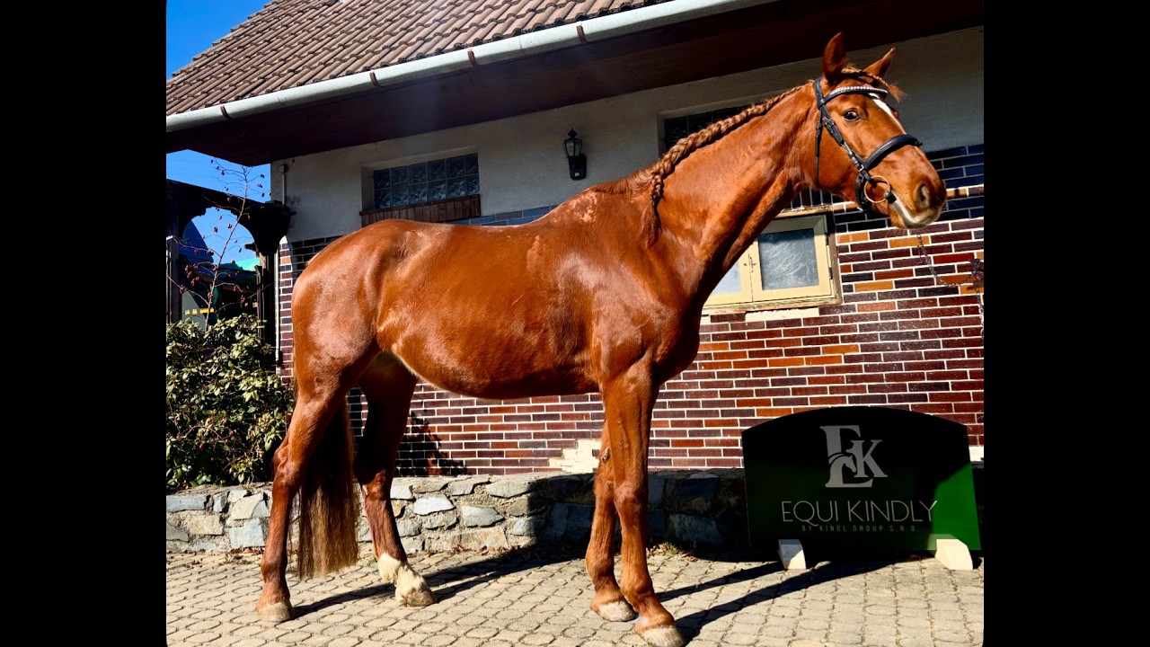 HUNTER PROSPECT - 9yo mare by Chaiton F Z (Clinton) x Turbo Borra B Z