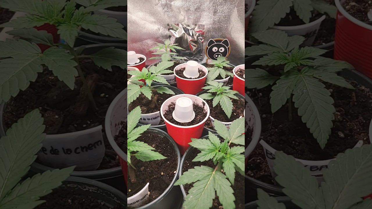 Day 19 From seed Autoflowers #spiderfarmerled #grow #nature #trending #garden #sf1000 #shorts #short