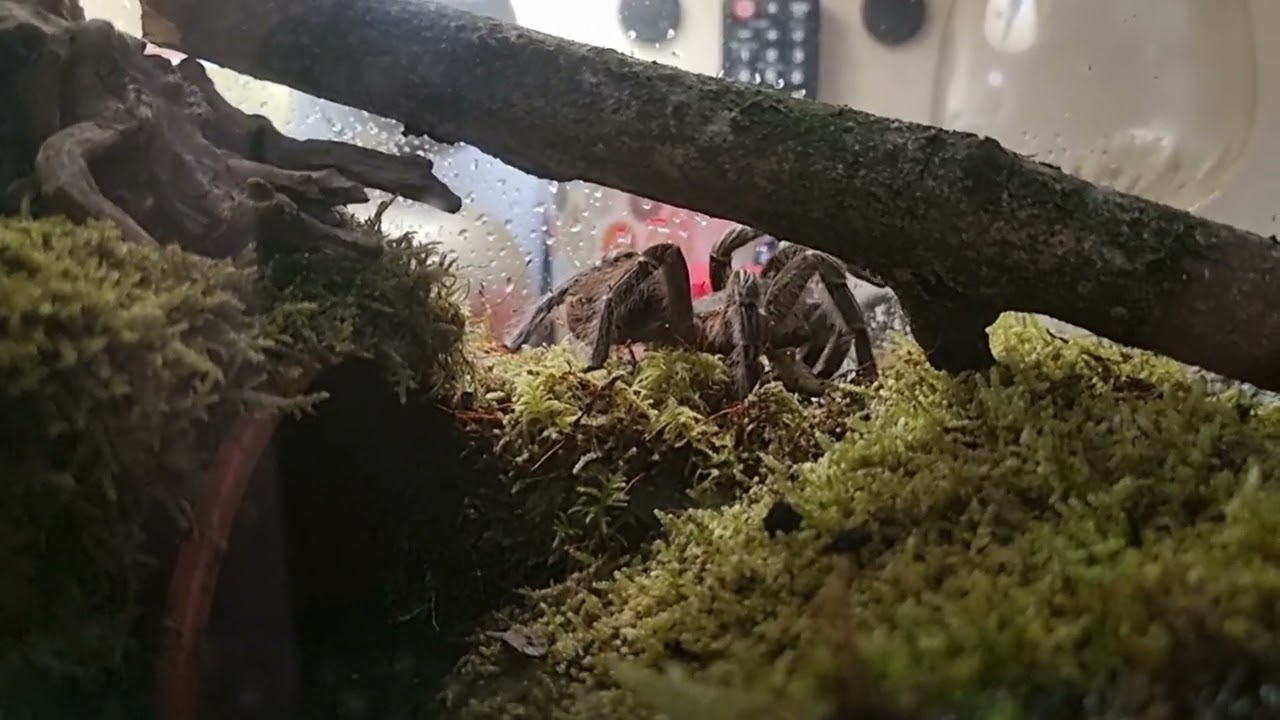 Costa Rica Zebra Tarantula 