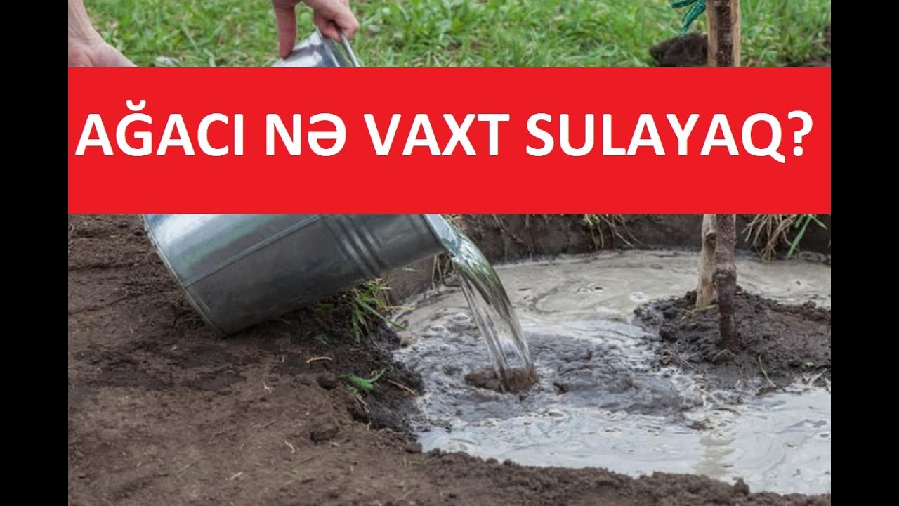 Ağacları nə vaxt sulayaq? Çiçək vaxtı sulamaq olar?