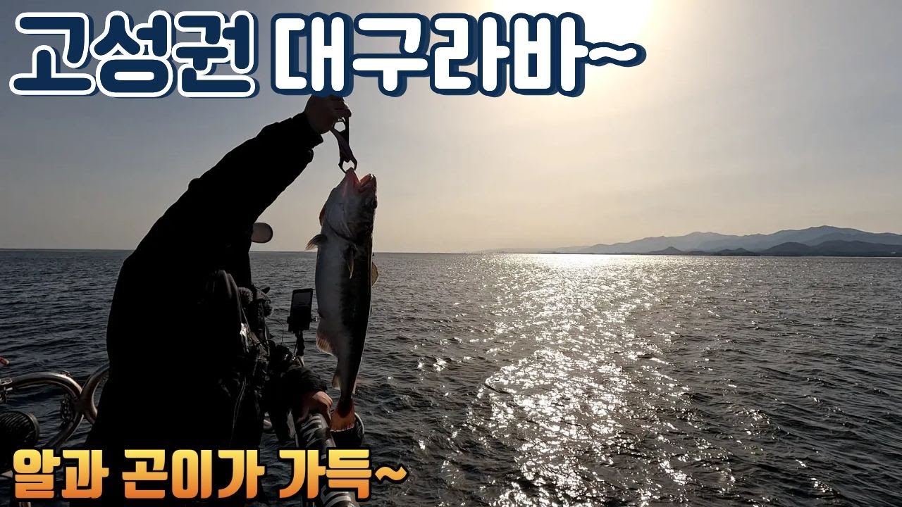 공현진항 11월 29일 대구라바 [다비치호]
