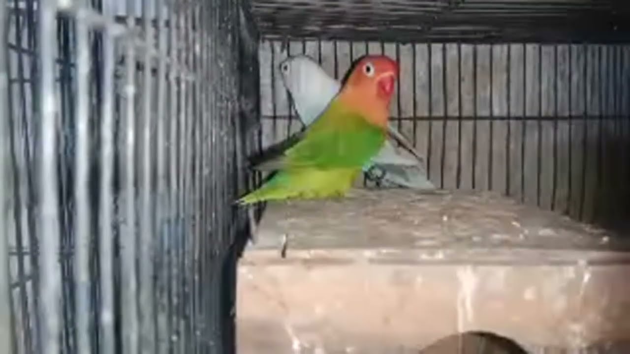 ASSE LOVEBIRD sedang live sekarang!