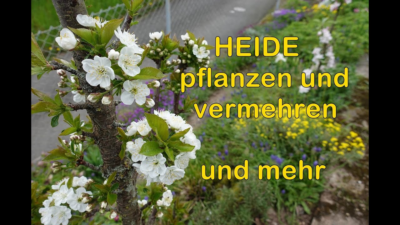 Heide pflanzen, vermehren und mehr