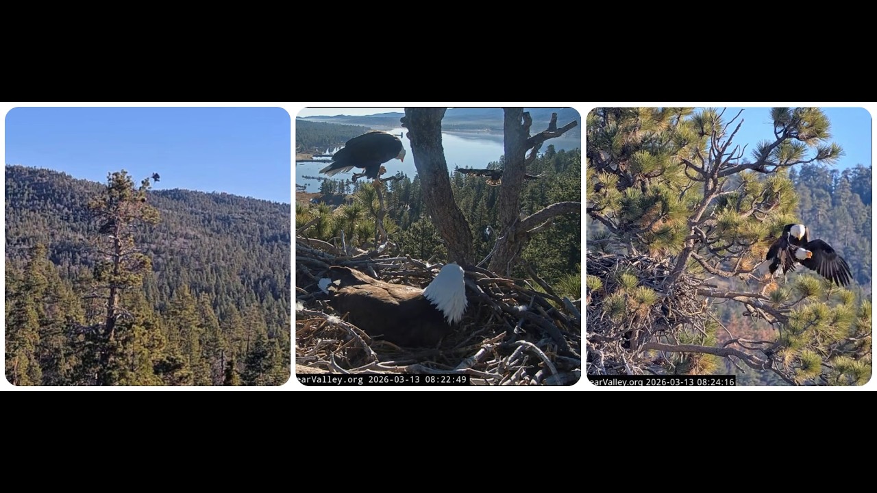 Shadow and Jackie protect the nest from an immature eagle 13.03.2026