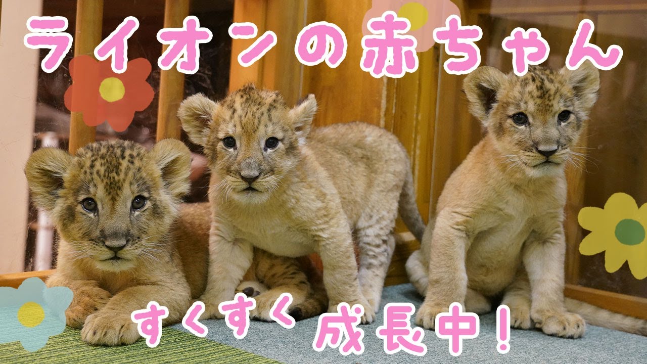 ライオンの赤ちゃんすくすく成長！
