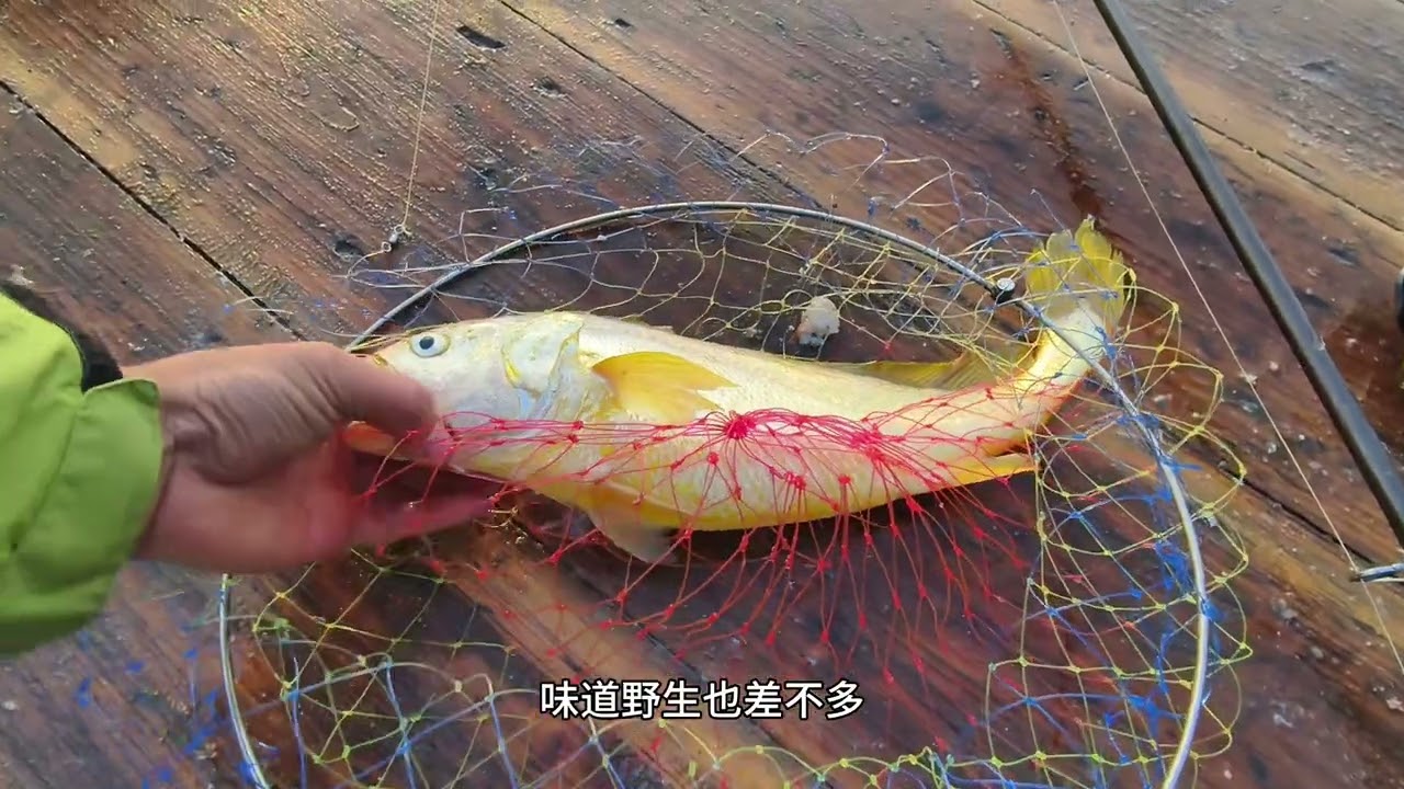 什么大鱼连杆子都被拖走，鱼情暴躁也无奈回去#钓鱼 #鲈鱼 #黄鱼 #海钓技巧