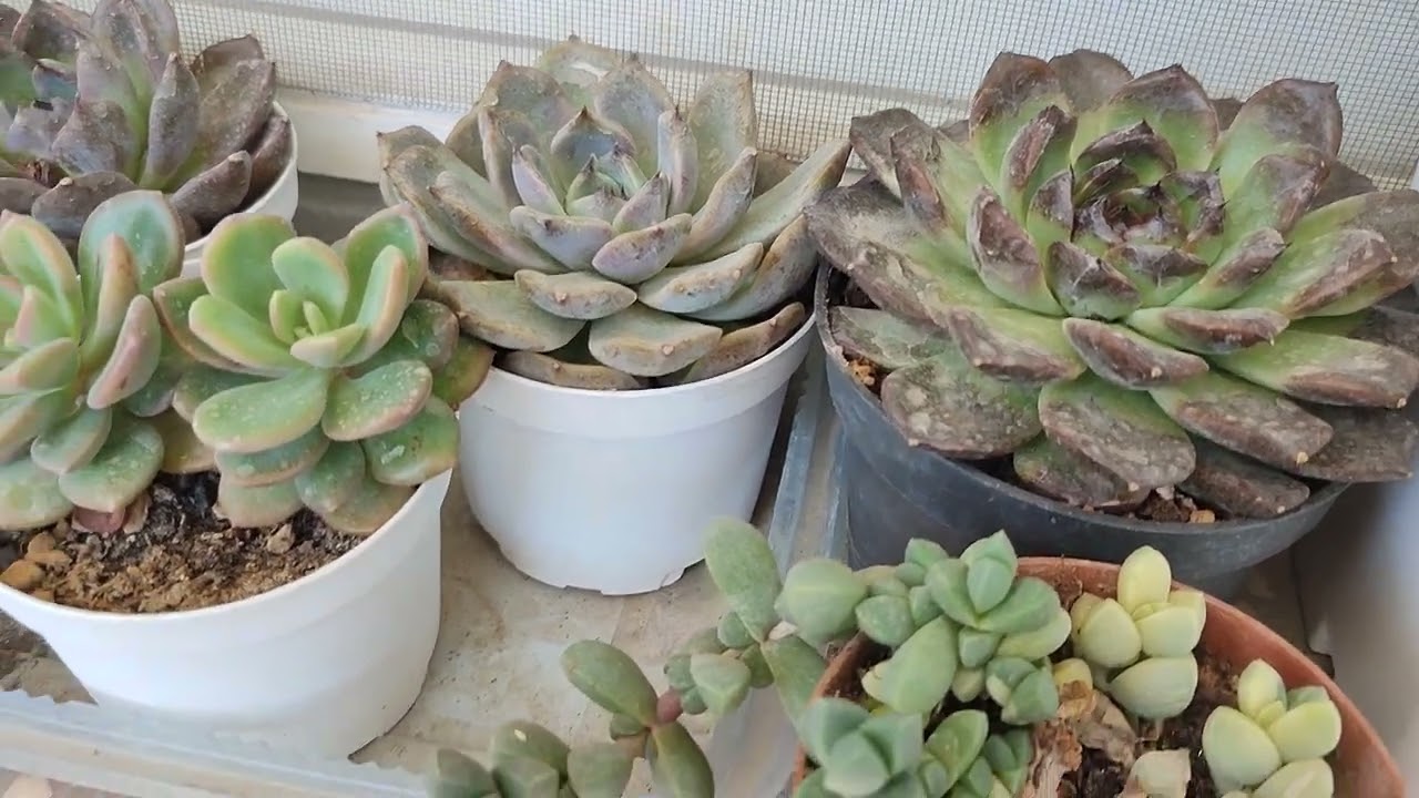 Oturduğum evin terasından merhaba 🤗#cactus #azerbaycan #succulent