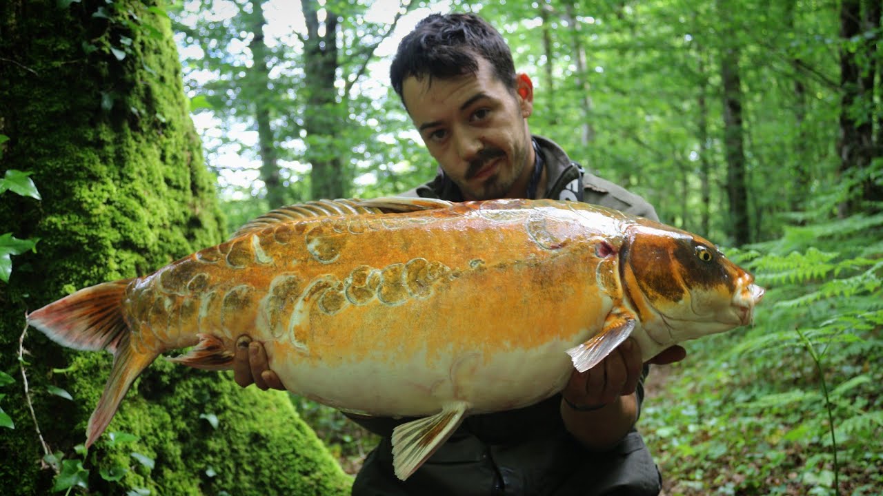 CARPFISHING FRANCIA Kois lago privado