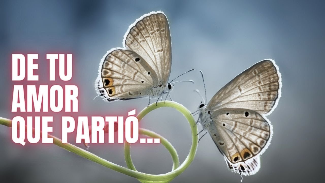 💖DE TU AMOR💖Mensaje desde el Cielo🌿