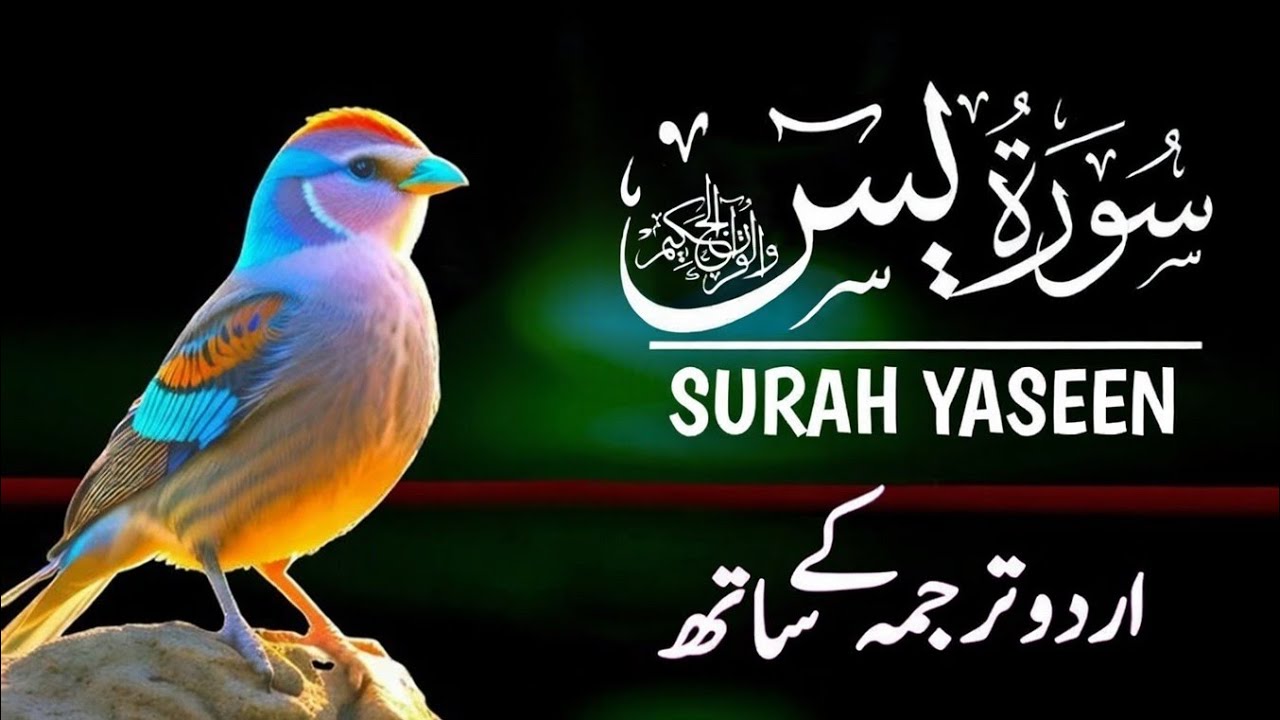 Surah Yaseen Full Tilawat | Heart Touching Beautiful Recitation | Surah Yasin HD | Islamic Shoula