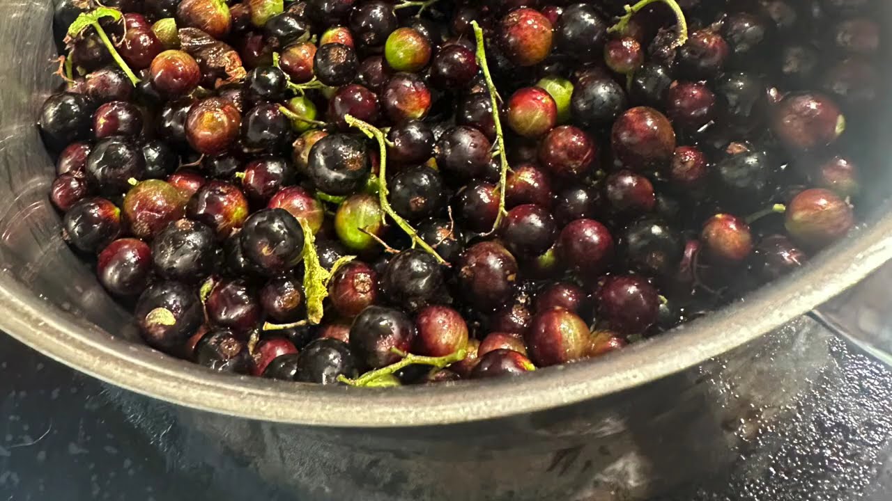 Blackcurrant jam recipe and more