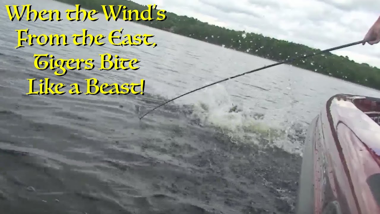 Musky! When the Wind's From the East, Tigers Bite Like a Beast!