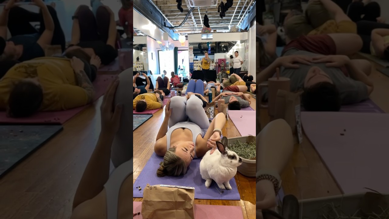 Bunny Yoga | Donelson, TN #bunny #yoga #nashville #nashvilletn #yogapractice #bunnies