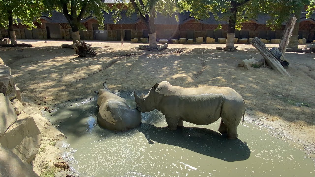 Zoo Antwerpen Belgium 2021 | Part1 Antwerp Zoo