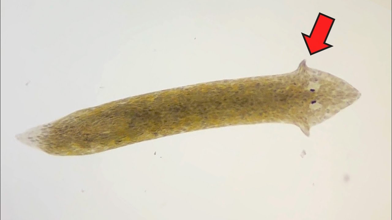What if you cut the Planaria into 3 pieces?