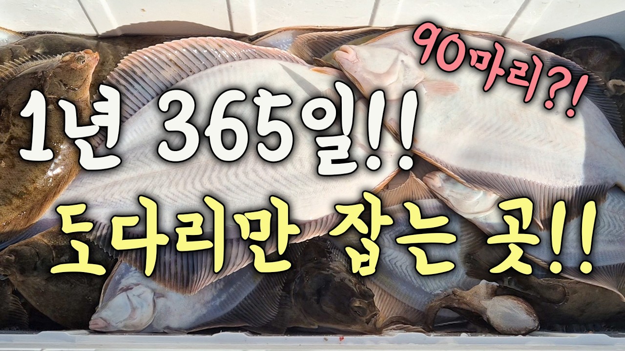 [다리tv] 1년 365일 오직 도다리만 노림!! 도다리 몸살 날 정도로 잡는 곳!!!