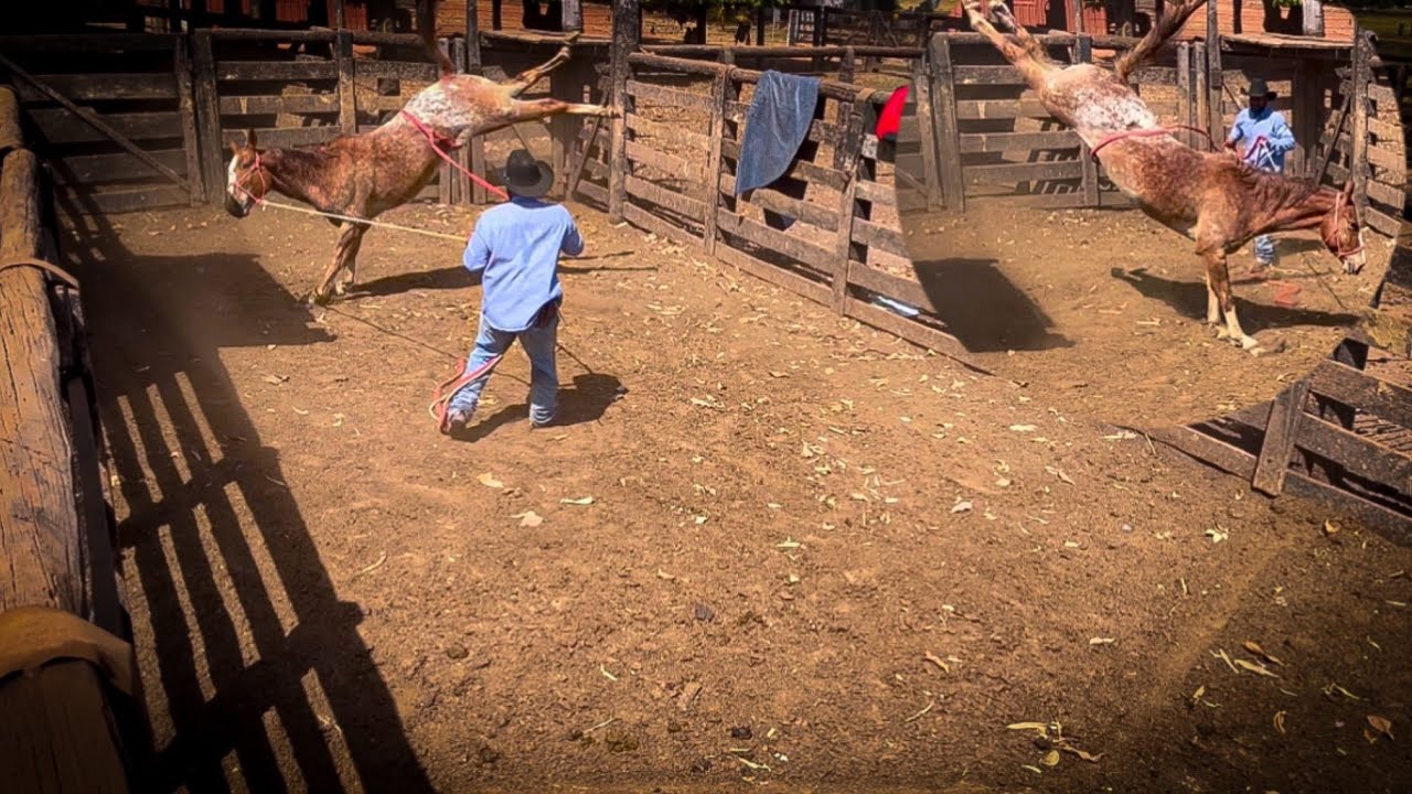 Continua&ccedil;&atilde;o da doma do cavalo chuvisco 🐎