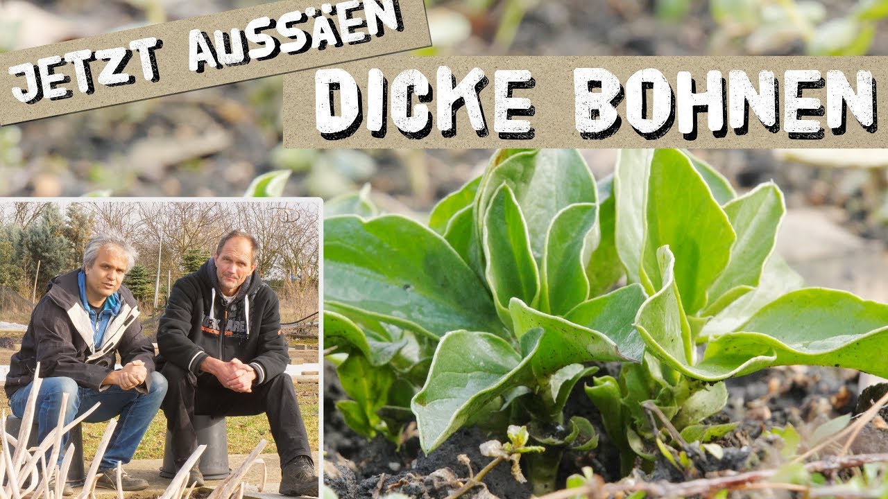 Jetzt Dicke Bohnen Auss&auml;en - Ackerbohne, Saubohne