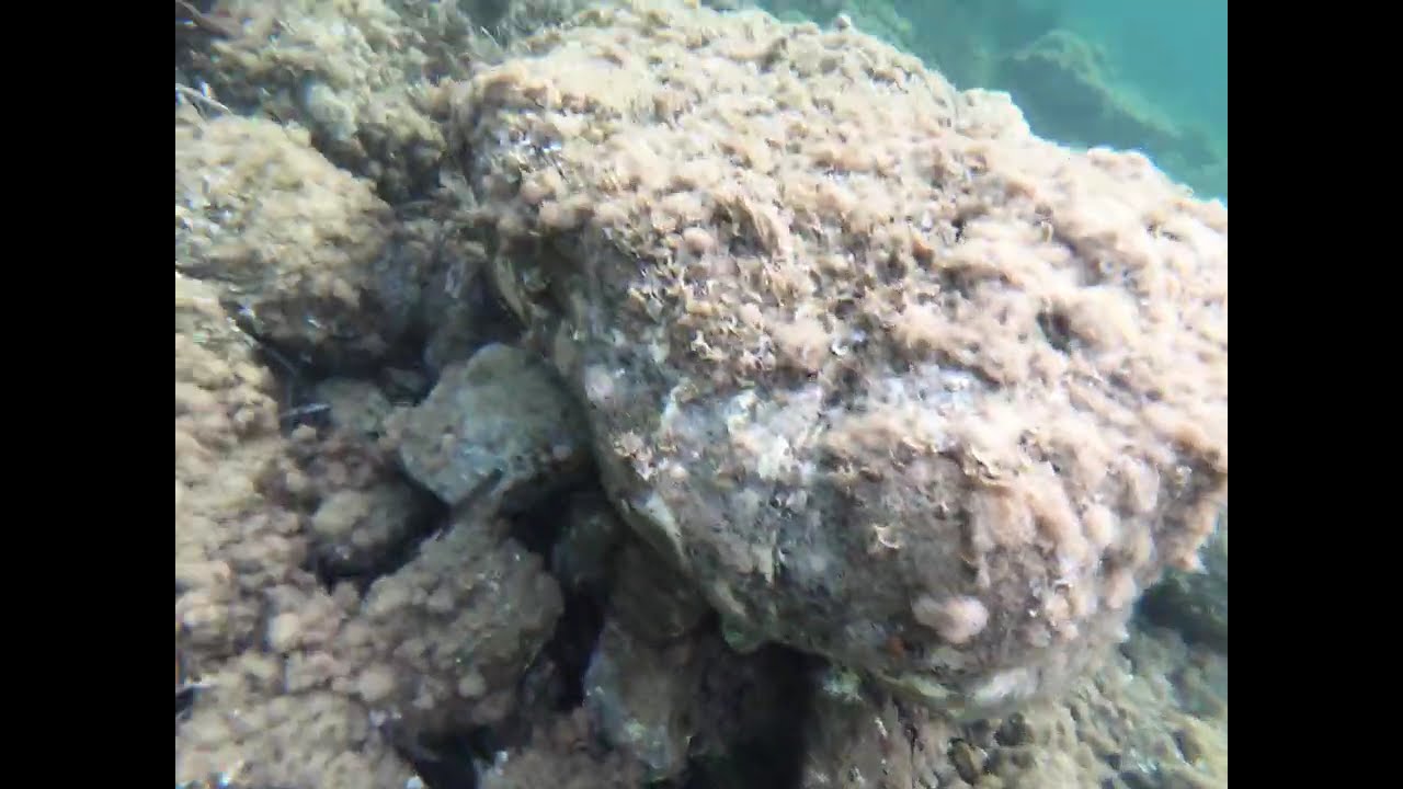 Snorkeling Plage des Ondes Part 2