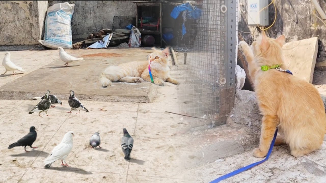 Billi🐈 Ko Kabutaron Se🕊️ Mila Diya😆 || Ab Aage Kya Hoga🙃