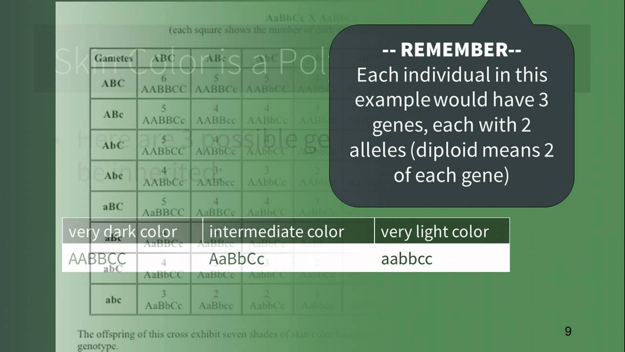 Inheritance of Skin Color in Human