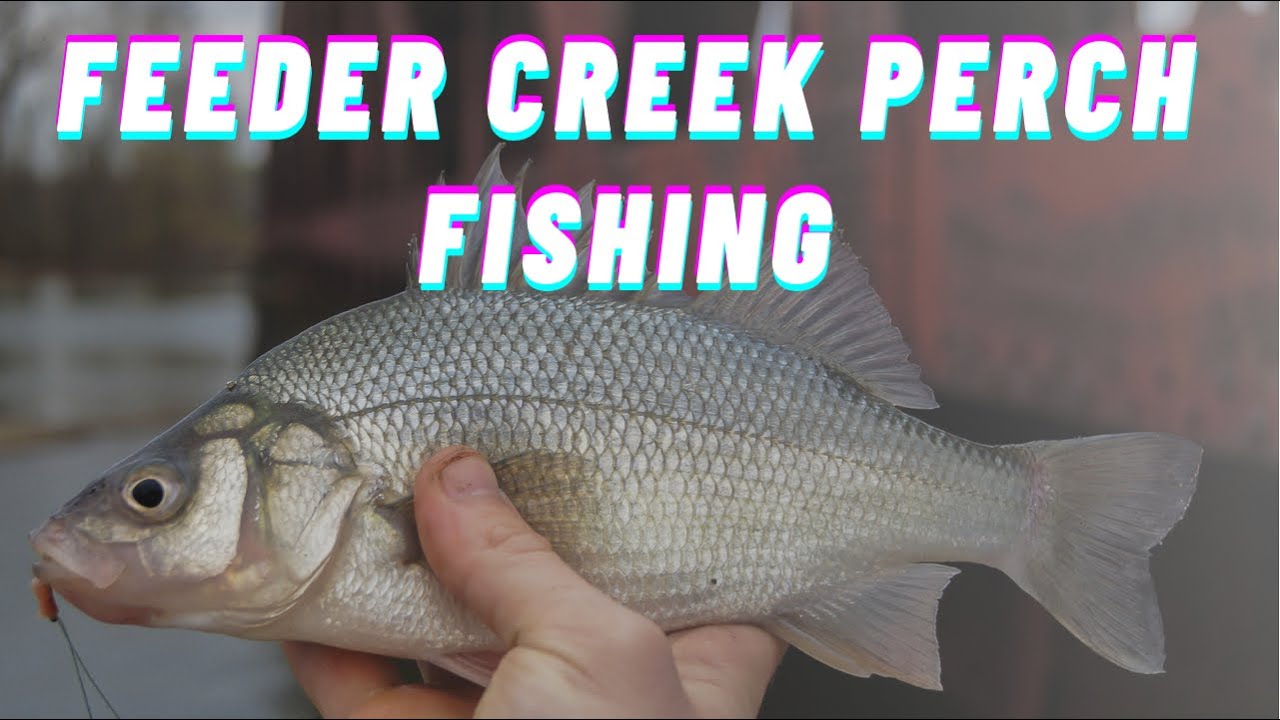Feeder Creek Perch Fishing
