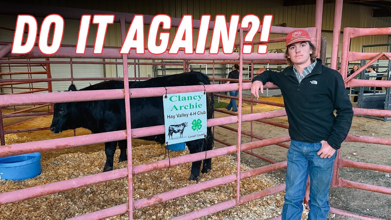 Will He Win the County Fair Again? | Commercial Steer Check-In & Results | Bar 7 Ranch
