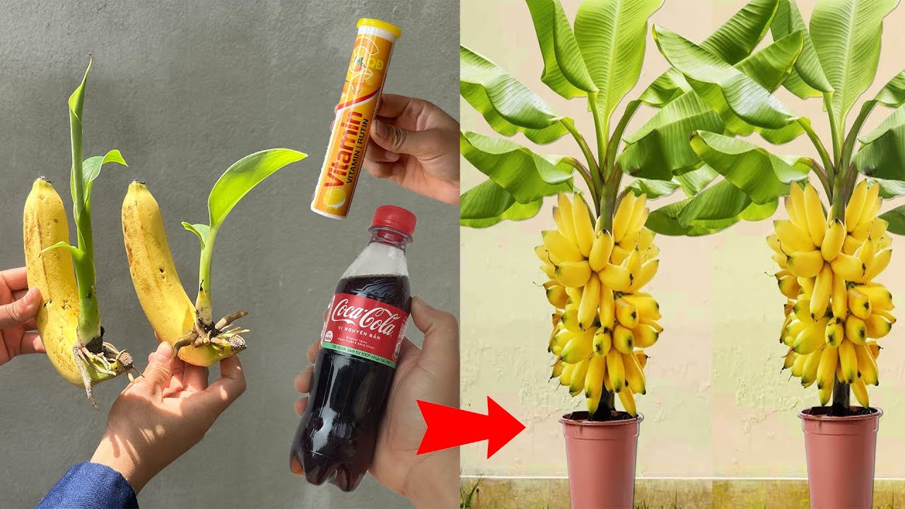 Banana testing and propagation techniques are quick, simple and have a 100% success rate.