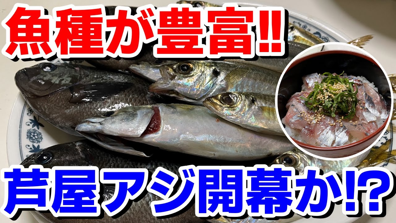 南芦屋浜の秋アジ始まる！夜の飛ばしサビキで良型グレも連発！？