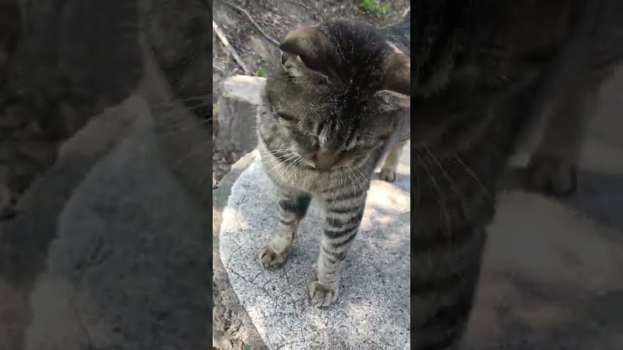 「ニャッハー！」鳴き声が笑えるし可愛いし笑顔くれるキジトラ猫 #shortsvideo