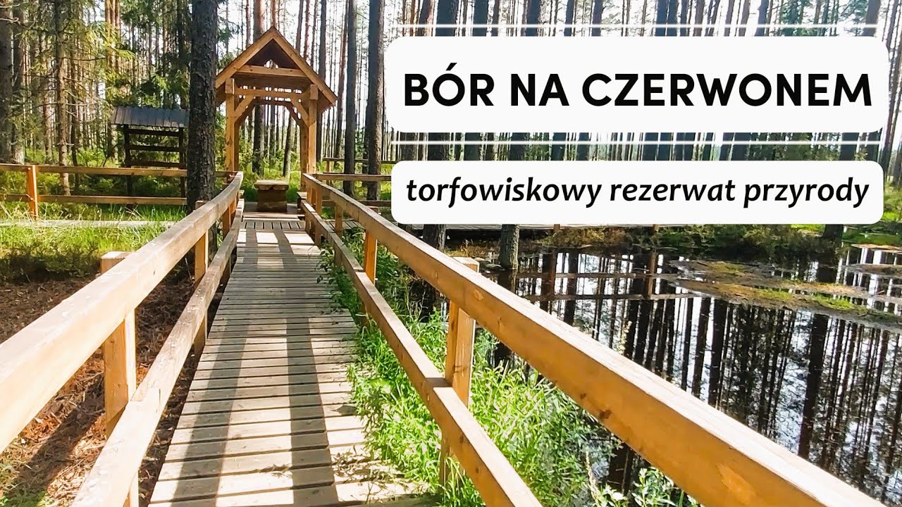 Bór na Czerwonem - torfowiskowy rezerwat przyrody
