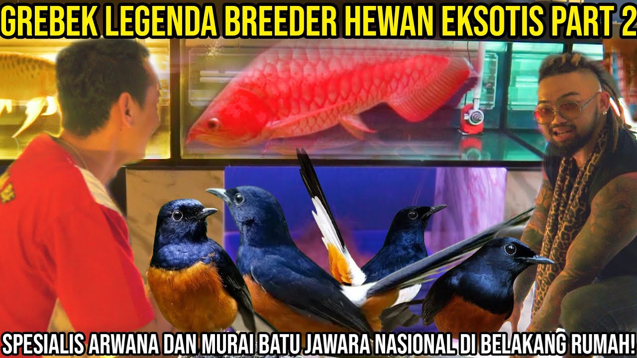 GREBEK LEGENDA BREEDER HEWAN EKSOTIS PART 2 SPESIALIS ARWANA DAN MURAI BATU JAWARA NASIONAL
