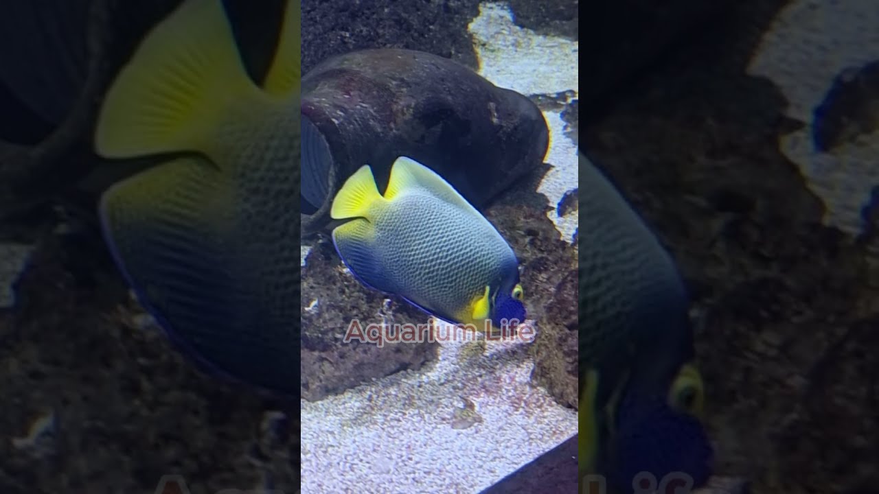 Blueface Angelfish or Yellowmask Angelfish #angelfish #aquarium #fishing  #aquaticparadise