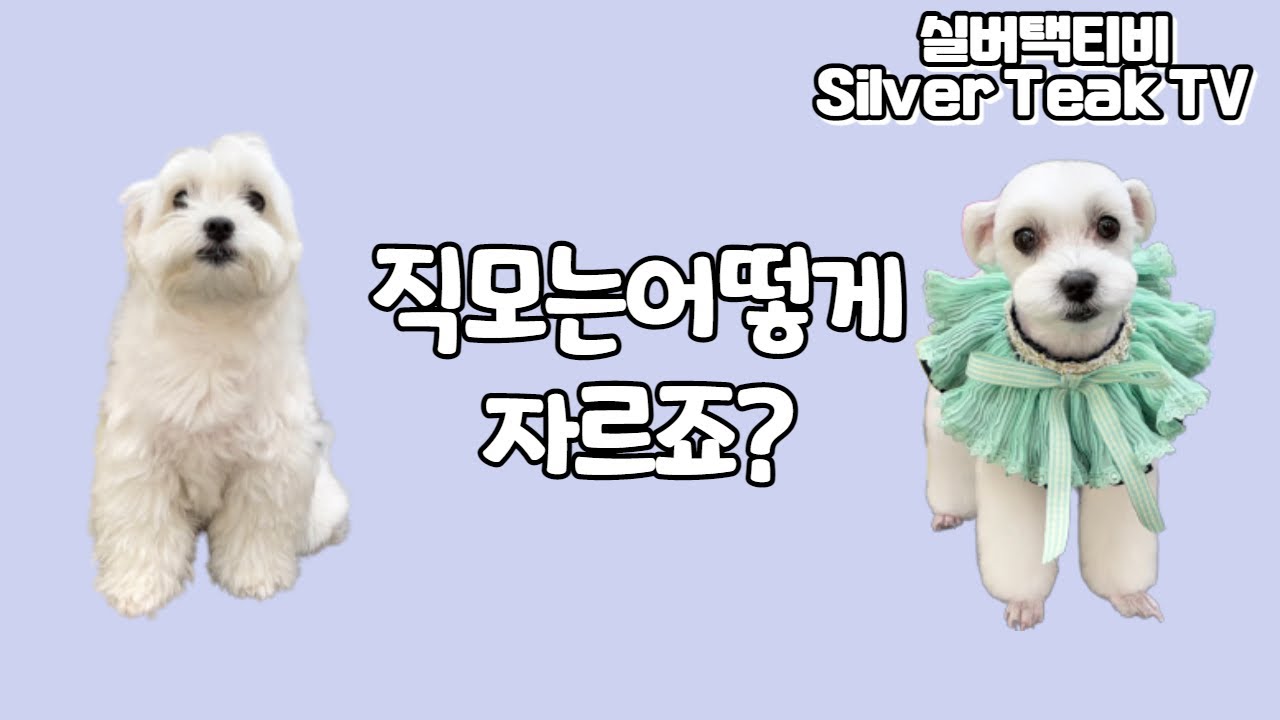 말티즈 비비의 짧은미용 스타일로 변신!