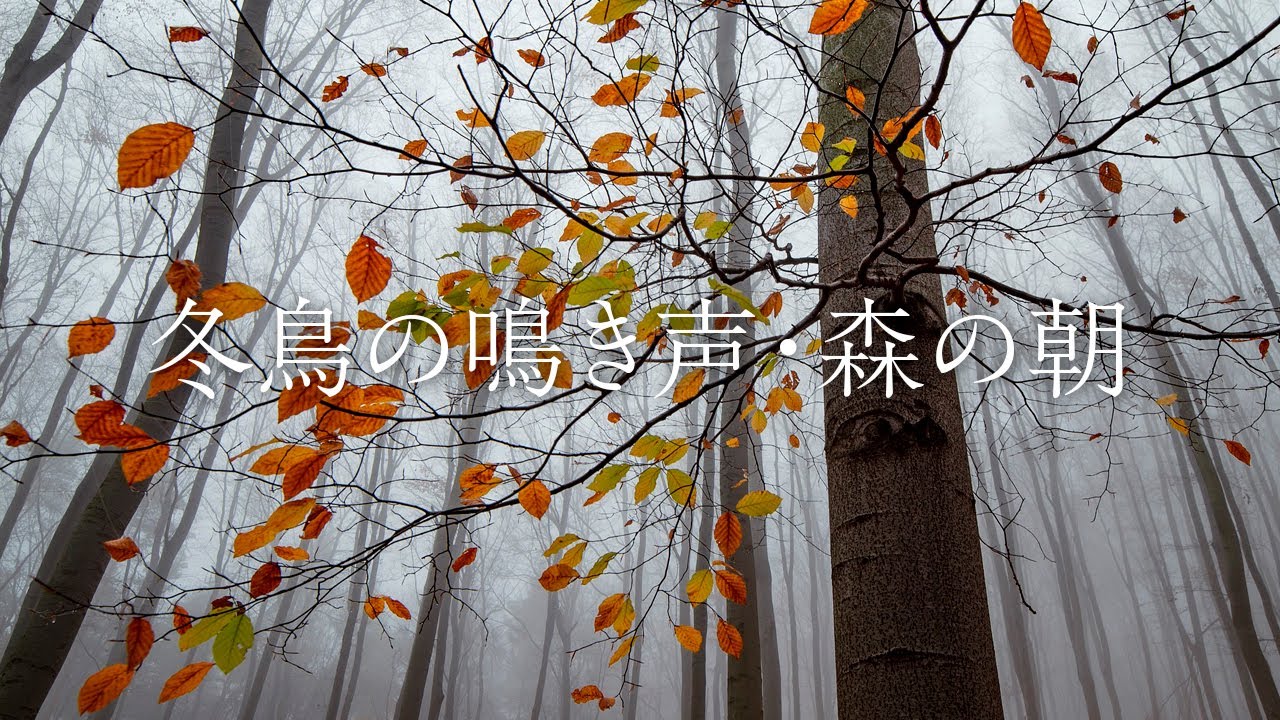 【冬鳥の鳴き声・森の朝】