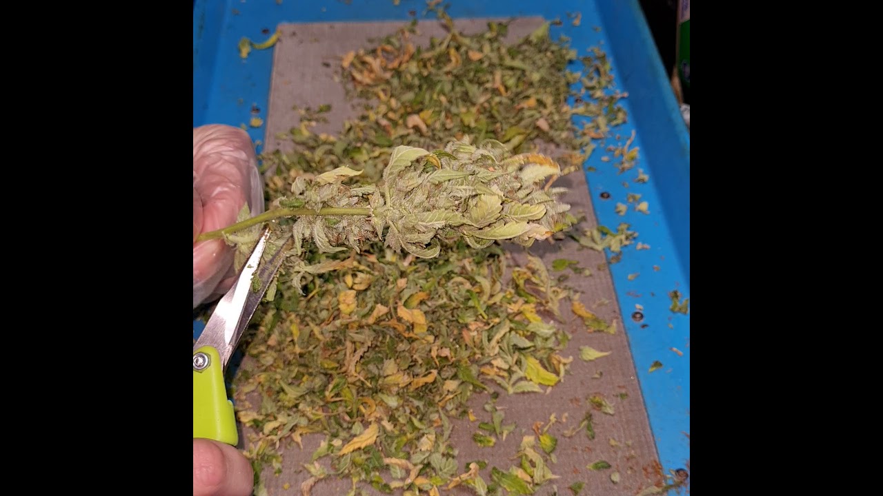 some trimming of #rocdawgfunk