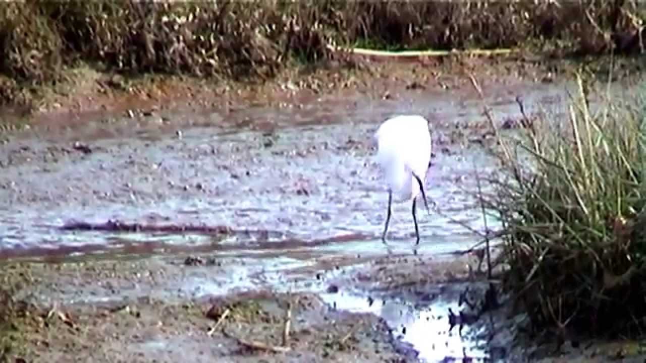 Arne RSPB reserve part 1