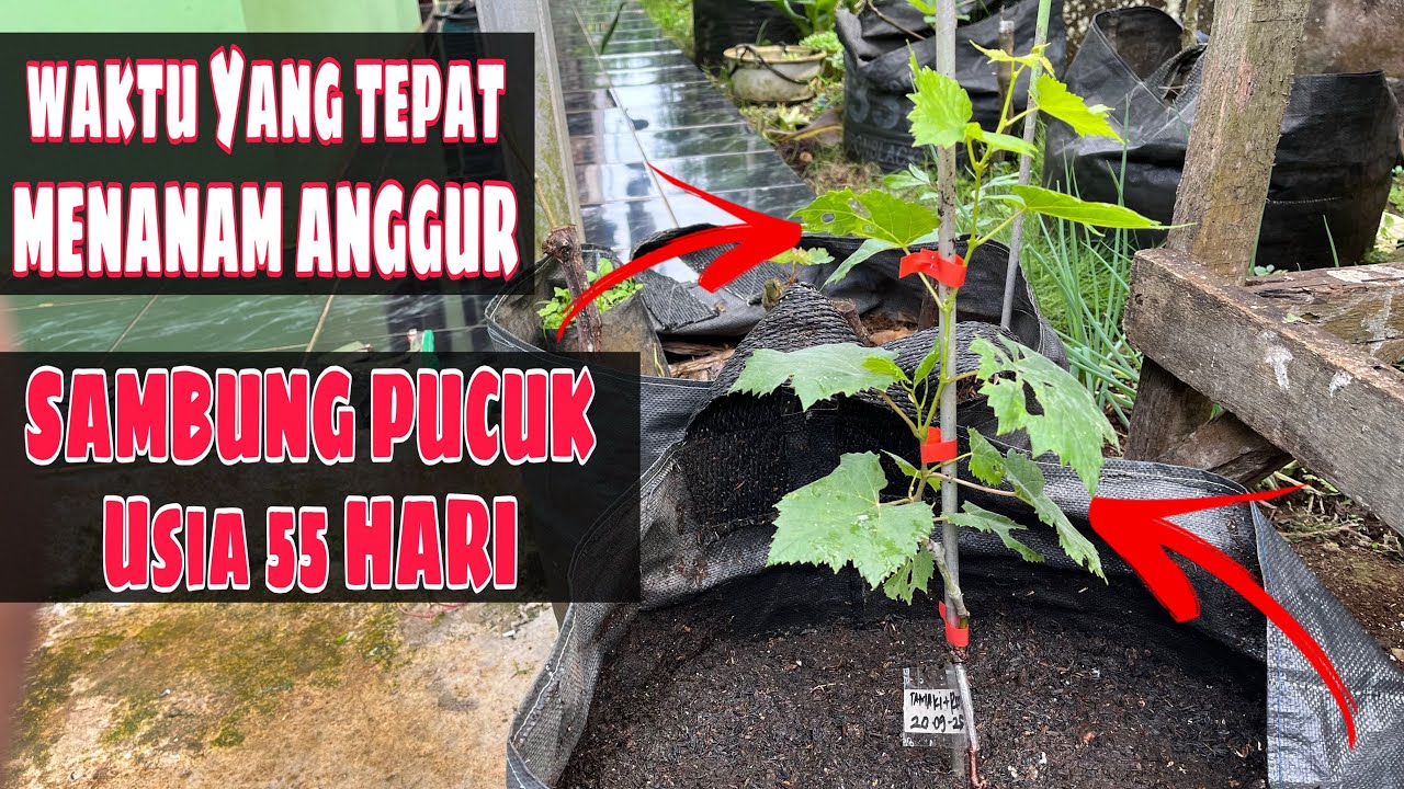 WAKTU YANG TEPAT MENANAM ANGGUR DARI BIBIT SAMBUNG PUCUK USIA 55 HARI‼️🍇