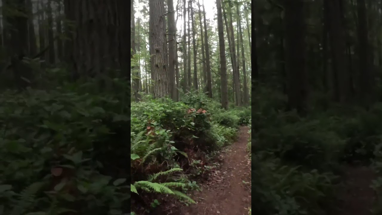 Rotary Bark Park Short Trail Run 