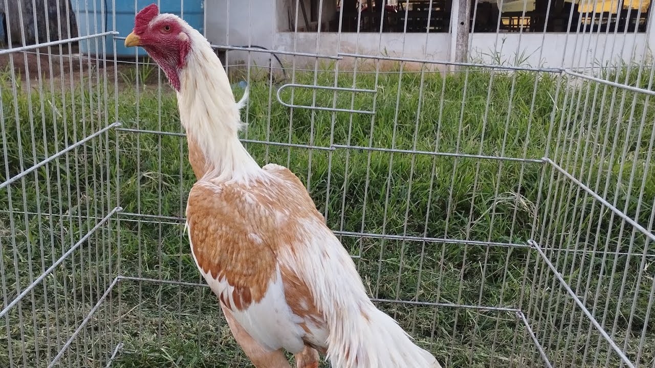 frango índio canto curto