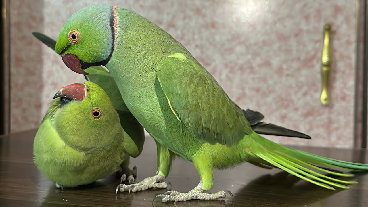 Ringneck Parrot Talking Mithu Mithu 