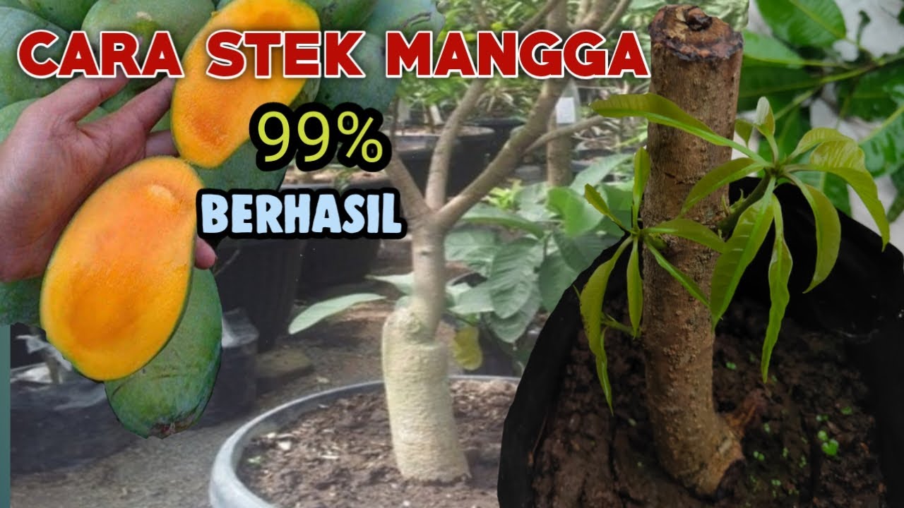 Stek Mangga Agar Cepat Tumbuh Tunas 100% Lebat #part2