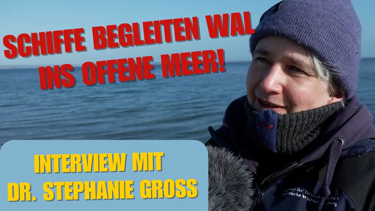 Schiffe begleiten Wal ins offene Meer! Interview mit Dr. Stephanie Gro&szlig;!