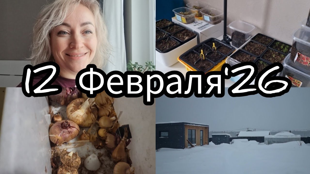 12 февраля 2026г/Рассада цветов/Луковицы/Зимовка эустомы #киров #мыдевочки #февраль #мойопыт #дача