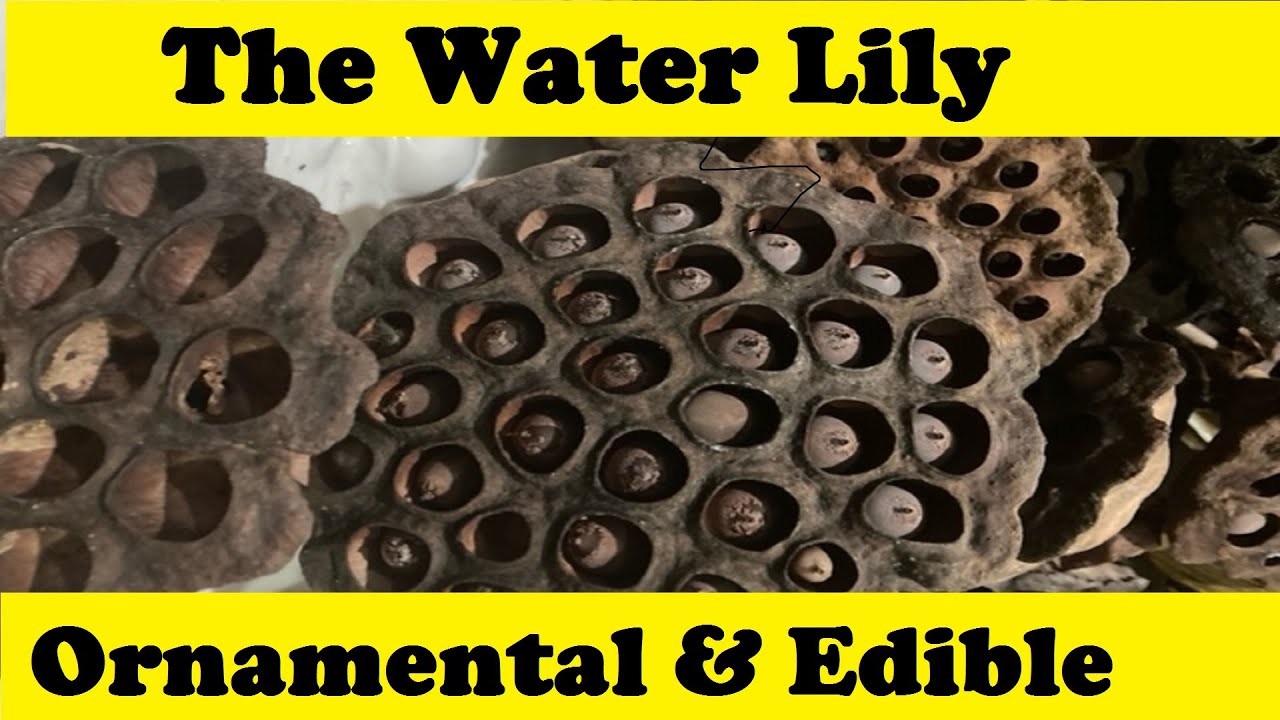 How to Collect & Dry 🌼🛶🌼 🌺Water Lily Pods 🌺👍 (Part 1)  // from Campbell’s Freedom Farm